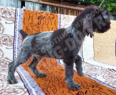 Щенок дратхаар